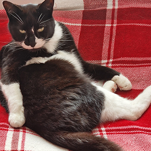 black  and white cat lying on red tartan rug